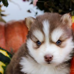 Bernedoodle, Cavapoo, and Pomsky Puppies from Hatz Off Puppies