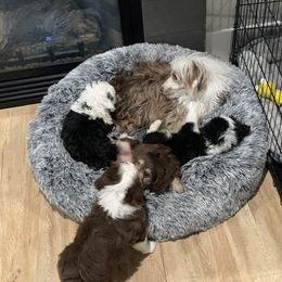 Aussiedoodle Puppies from North Idaho Miniature Aussiedoodles