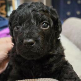 Max - Black and white male Aussiedoodle puppy in Windom, Texas from Wild Farm Puppies