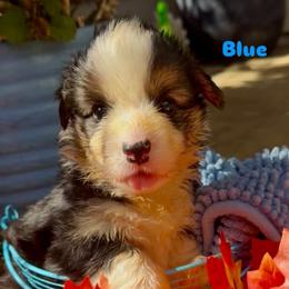 Blue - Black and tan male Pembroke Welsh Corgi puppy in Wheatland, California from Emerald Corgis