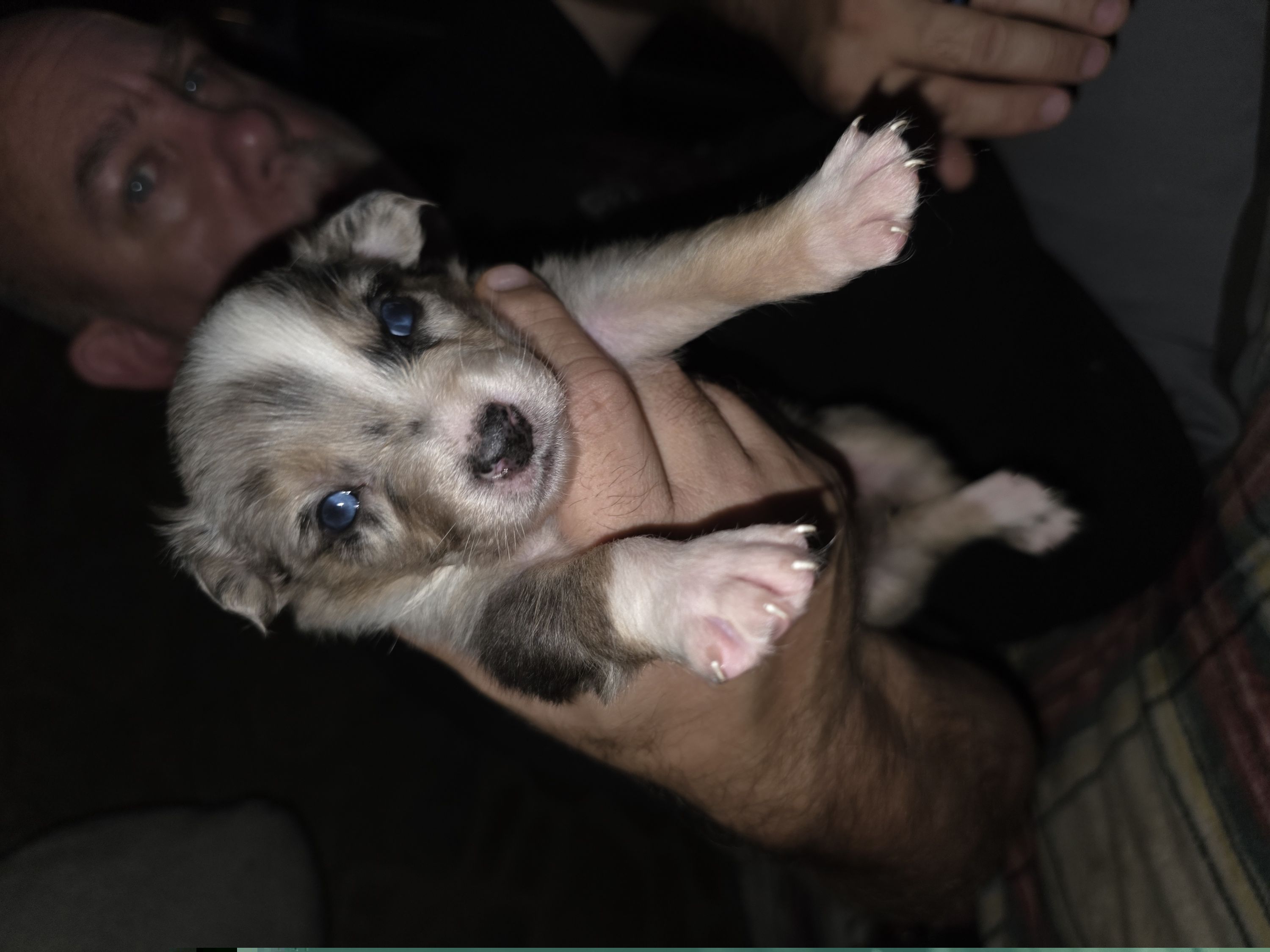 Girl 1 - Blue merle female Australian Shepherd puppy in Fairmont, West Virginia from Country Roads Australian Shepherds