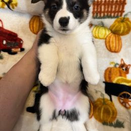 PJ1 Girl - White and black Pembroke Welsh Corgi puppy in Dickinson, Texas from Gulf Coast Corgis