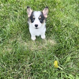 Girl 1 - Black and white American Corgi puppy in Oxford, Iowa from Burns Corgis