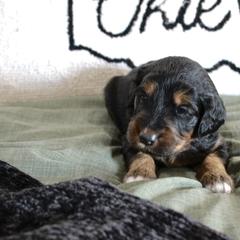 Golden Mountain Doodle Puppies from Silver Barn Doodles