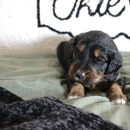 Golden Mountain Doodle Puppies from Silver Barn Doodles