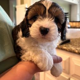 Squeak F1 - Sable female Cavapoo puppy in Garland, Kansas from 3W Ranch