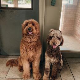 Goldendoodle puppies from Bows & Ties Doodles