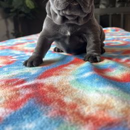 French Bulldog Puppies from Divine Crown French Bulldogs
