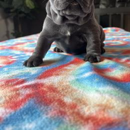 French Bulldog Puppies from Divine Crown French Bulldogs