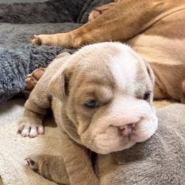 Stella - Lilac tri-color female Bulldog puppy in Cumming, Georgia from Happy Place Kennels