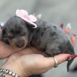 Addie - Dapple female Dachshund puppy in Lakeland, Florida from Queens of the South