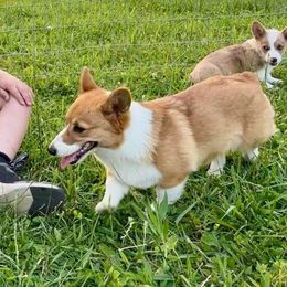 Runa - Pembroke Welsh Corgi