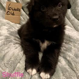 Shuffle - Black & white female Australian Shepherd puppy in Wisconsin Dells, Wisconsin from Nicara kennel