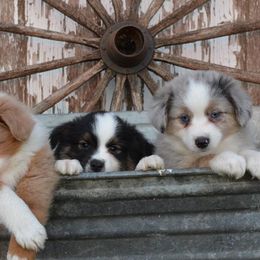 Aussiedoodles, Miniature Australian Shepherds, and Toy Australian Shepherds from Graceful Acres