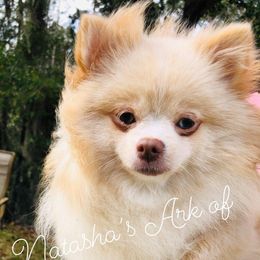 AbbyGail - Pomeranian