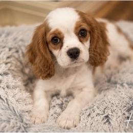 Honeybelle - Blenheim female Cavalier King Charles Spaniel puppy in Mount Dora, Fl, Florida from Breezy Palms Cavaliers