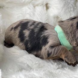 Dachshund Puppies from Hart Dachshunds
