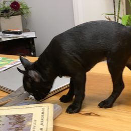 Boston Terrier and Companion Cross Puppies from Antelope Creek Frenchtons
