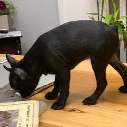 Boston Terrier and Companion Cross Puppies from Antelope Creek Frenchtons
