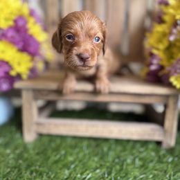 Shaded red - Red male Dachshund puppy in Wills Point, Texas from East Mini Dachshunds Texas