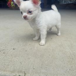 Chihuahua Puppies from Sugar Cookie Chihuahuas