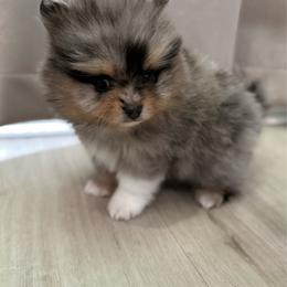 White Claw 4000 - Blue merle male Pomeranian puppy in California from Pawsh Poms