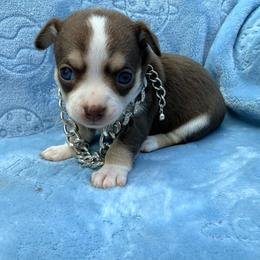 Christoff - Chocolate male Chihuahua puppy in Seneca, Missouri from Stephanie’s Puppy Colony