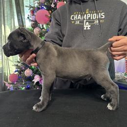 Black - Gray male Cane Corso puppy in Norwalk, California from Gaxx Corsos
