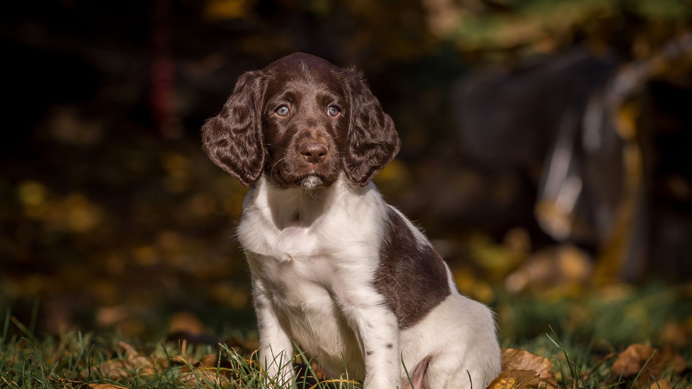 Small Munsterlander Pointer