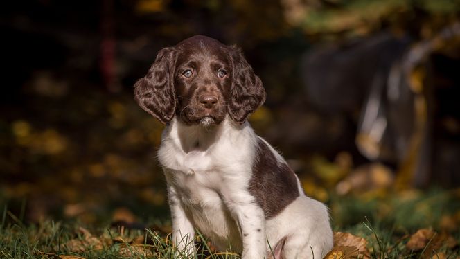 Small Munsterlander Pointer