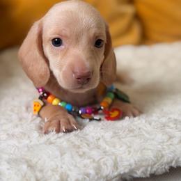 DIEGO - Wheaten male Dachshund puppy in Calexico, California from The house of Dachshund