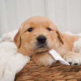 Golden Retriever, Miniature American Shepherd, and Siberian Husky Puppies from HuskiesAndGoldensWithFinesse
