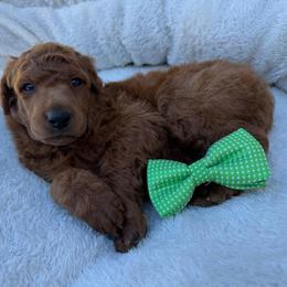 Green collar - Red  male Poodle puppy in Riverside, California from Riverside red poodles