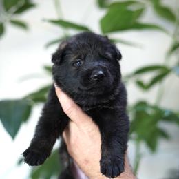 Ronan - Sable male German Shepherd puppy in Coarsegold, California from Yosemite Shepherds