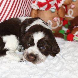 Girl 2 - English Springer Spaniel puppy in Swainsboro, Georgia from Sweet Georgia Springers