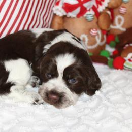 Girl 2 - English Springer Spaniel puppy in Swainsboro, Georgia from Sweet Georgia Springers
