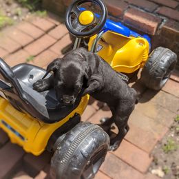 Cane Corso Puppies from Knepper Cane Corsos