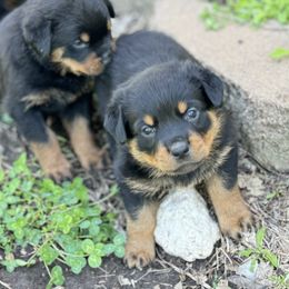 Rottweiler Puppies from Cross Creek Rottweilers