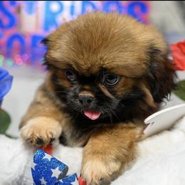Pekingese, Poodle, and Shih Tzu Puppies from Happy puppies