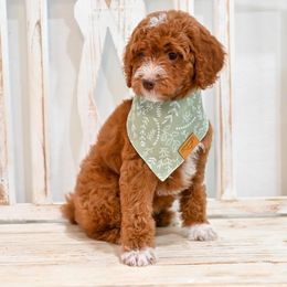Aussiedoodle, Bernedoodle, Goldendoodle, and Irish Doodle Puppies from Sun Valley Goldendoodles