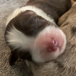 Australian Shepherd Puppies from Page Family Homestead