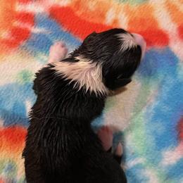 Pink - Black and white female Cardigan Welsh Corgi puppy in Divide, Colorado from Aspen Peak Corgis