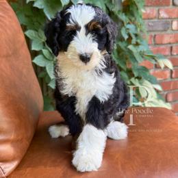 Obsidian - Tri-color male Bernedoodle puppy in Tulsa, Oklahoma from The Poodle Co. Raising Doodles & Poodles