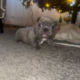 Colassus - Blue male French Bulldog puppy in West Hempstead, New York from Long Island Frenchie