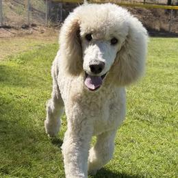 Puffball - Cream male Poodle puppy in Arroyo Grande, California from Ever So Clever Poodles