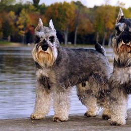 Miniature Schnauzer Puppies from Montage Miniature Schnauzers