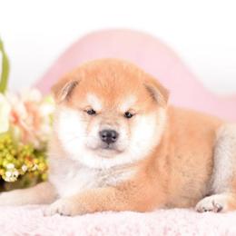 Naomi - Red Girl - Red female Shiba Inu puppy in Neosho, Missouri from Sunny Terrace Shibas