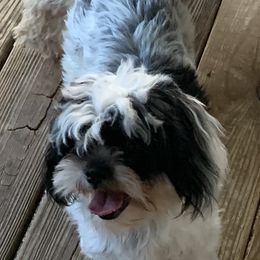 Nori - Shih Tzu