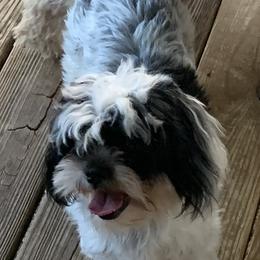 Nori - Shih Tzu