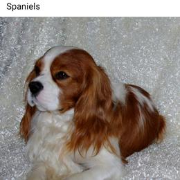 Cavalier King Charles Spaniel Puppies from Place's Cavaliers